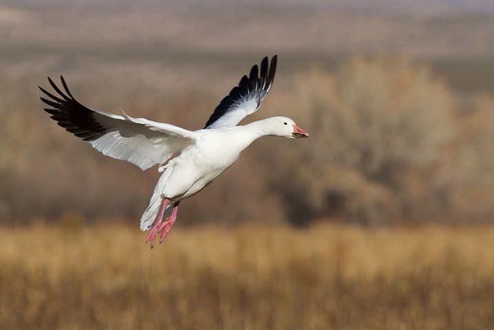 Schneegans Anser caerulescens Snow Goose